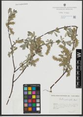 Foto von Salix salviifolia Brot.